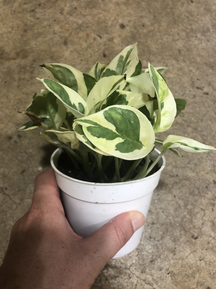 GREEN Pothos-N' Joy, 4"