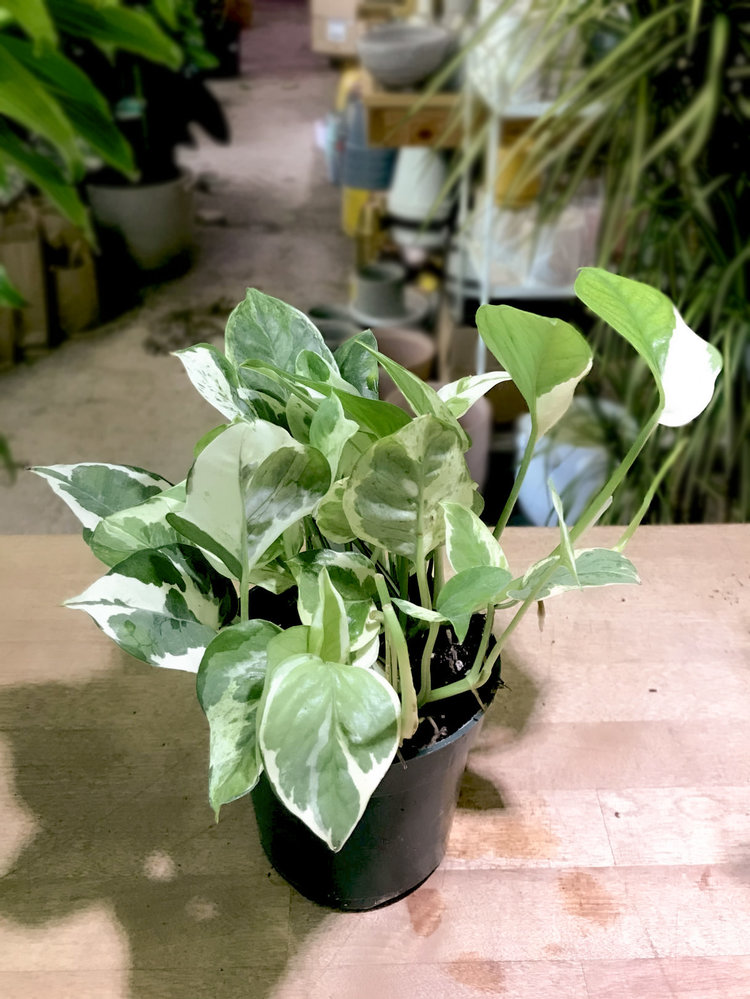 GREEN Pothos-N' Joy, 4"