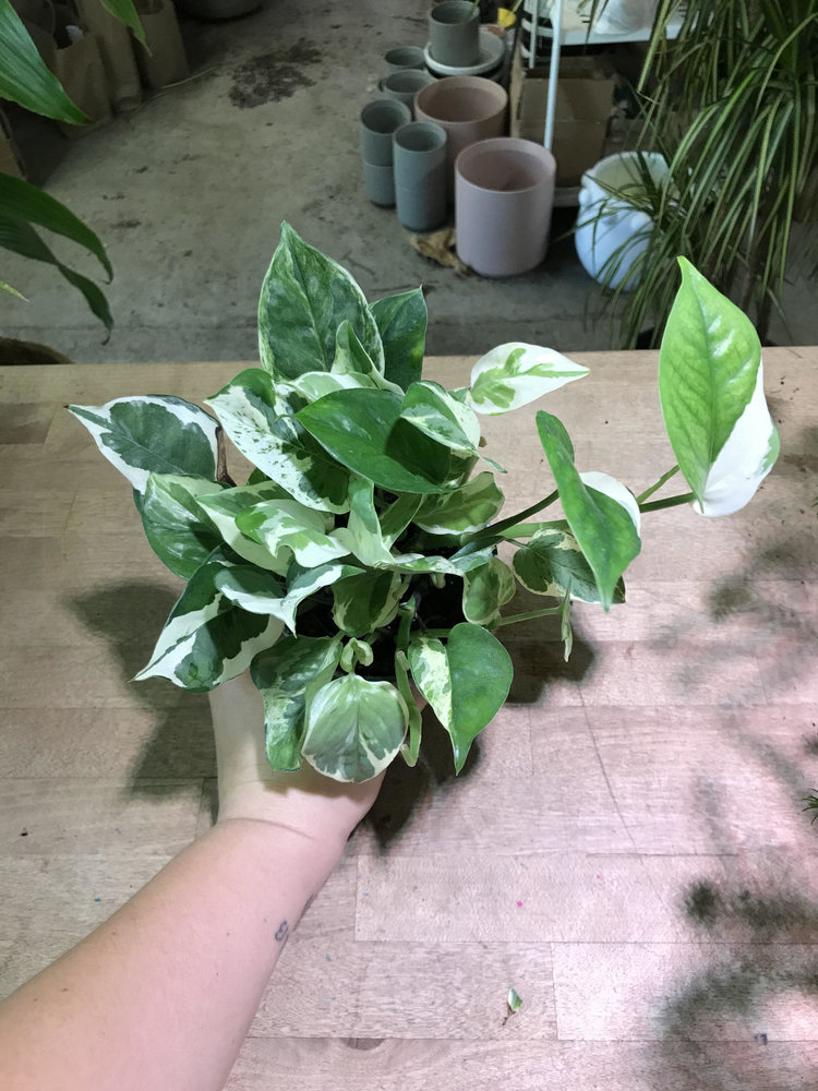 GREEN Pothos-N' Joy, 4"