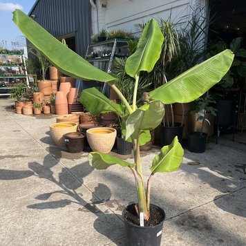 Floor B Banana-Ice Cream, (Musa acuminata 'Blue Java'), 10"
