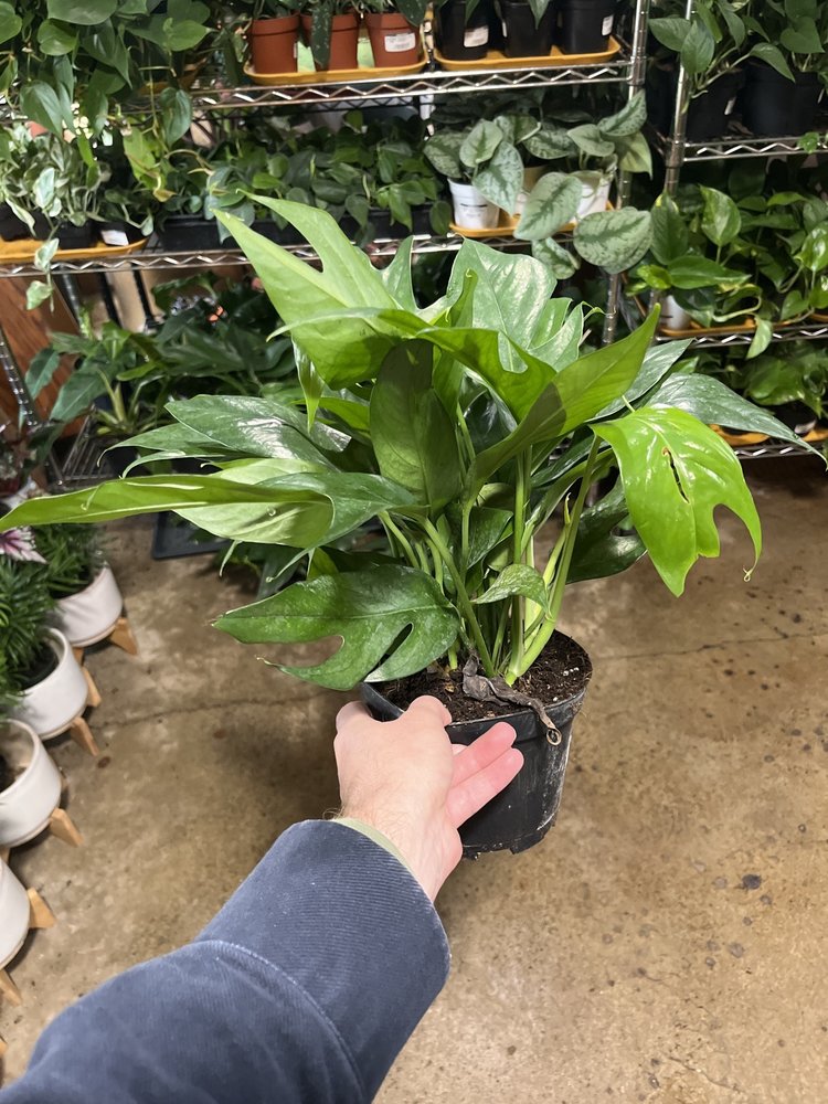 GREEN Pothos - Baltic Blue, 6"