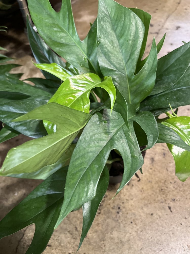 GREEN Pothos - Baltic Blue, 6"