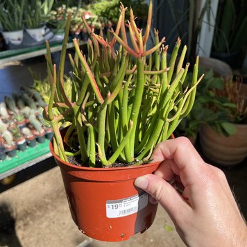 GREEN Pencil Cactus-Fire Sticks, 6"