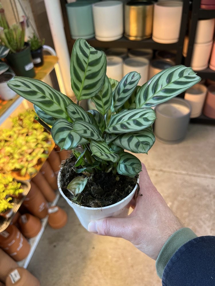 GREEN Calathea-Burle Marx, 4"