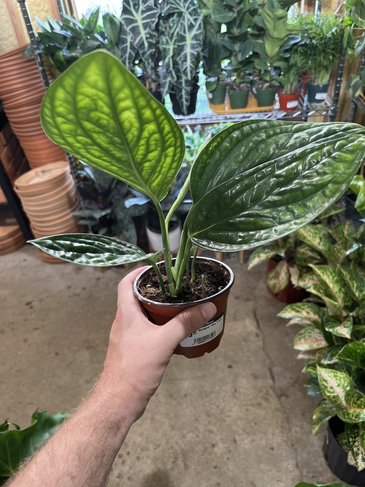 GREEN Monstera-Peru, 4"