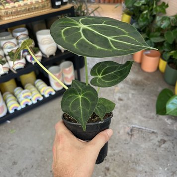 A Anthurium - Clarinervium, 4"