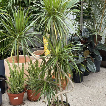 GREEN Dracaena-Marginata Candelabra, 10"