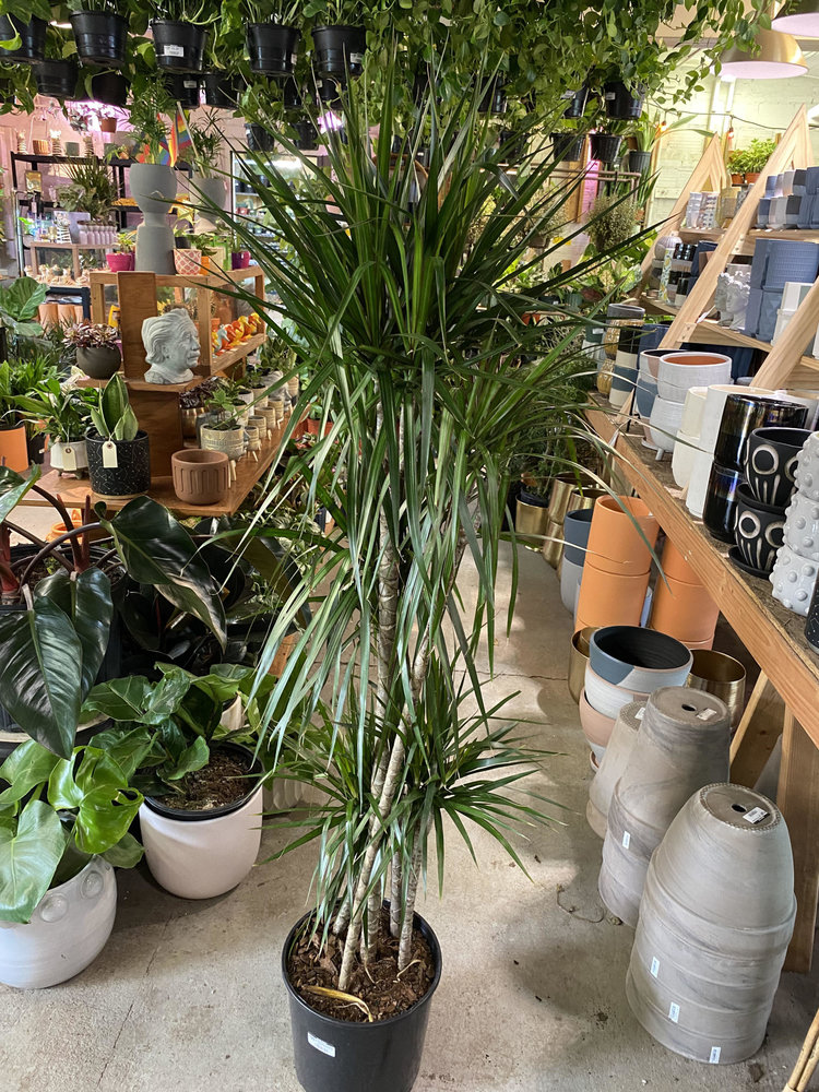 GREEN Dracaena-Marginata Cutback Staggered 10 inch
