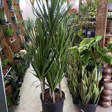 GREEN Dracaena-Marginata Cutback Staggered 14 inch
