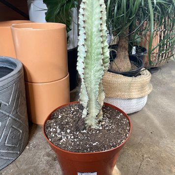 GREEN Euphorbia-Ammak Variegata 10"