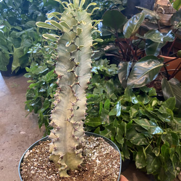 GREEN Euphorbia-Ammak Variegata, 8"