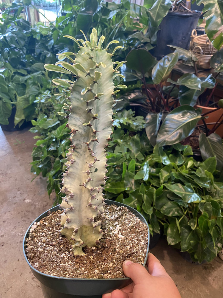 GREEN Euphorbia-Ammak Variegata, 8"