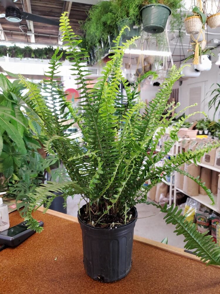 GREEN Fern-Kimberly Queen, 6"