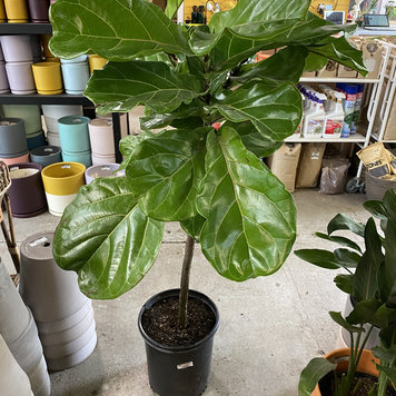 Floor E Ficus Lyrata Standard - Fiddle Leaf Fig, 12"