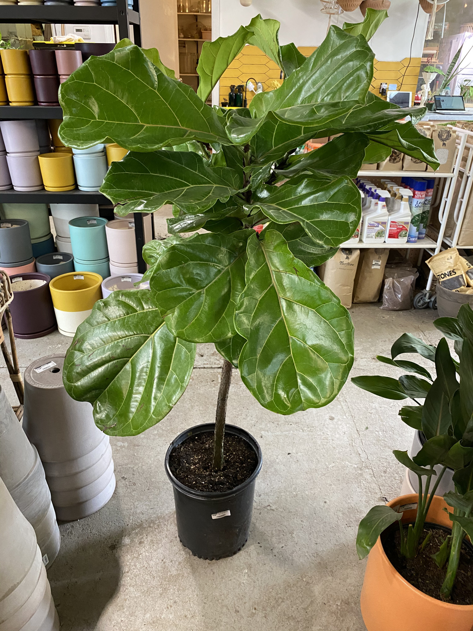 Ficus Lyrata Standard - Fiddle Fig 12 inch - Jungle