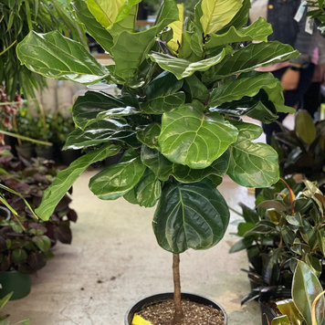 Floor E Ficus Lyrata Standard - Fiddle Leaf Fig, 14"