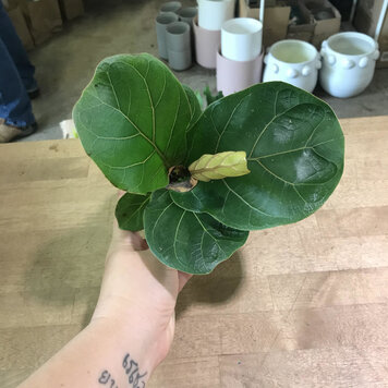 GREEN Ficus-Lyrata (Pandurata) Bush Fiddle Leaf Fig, 4"