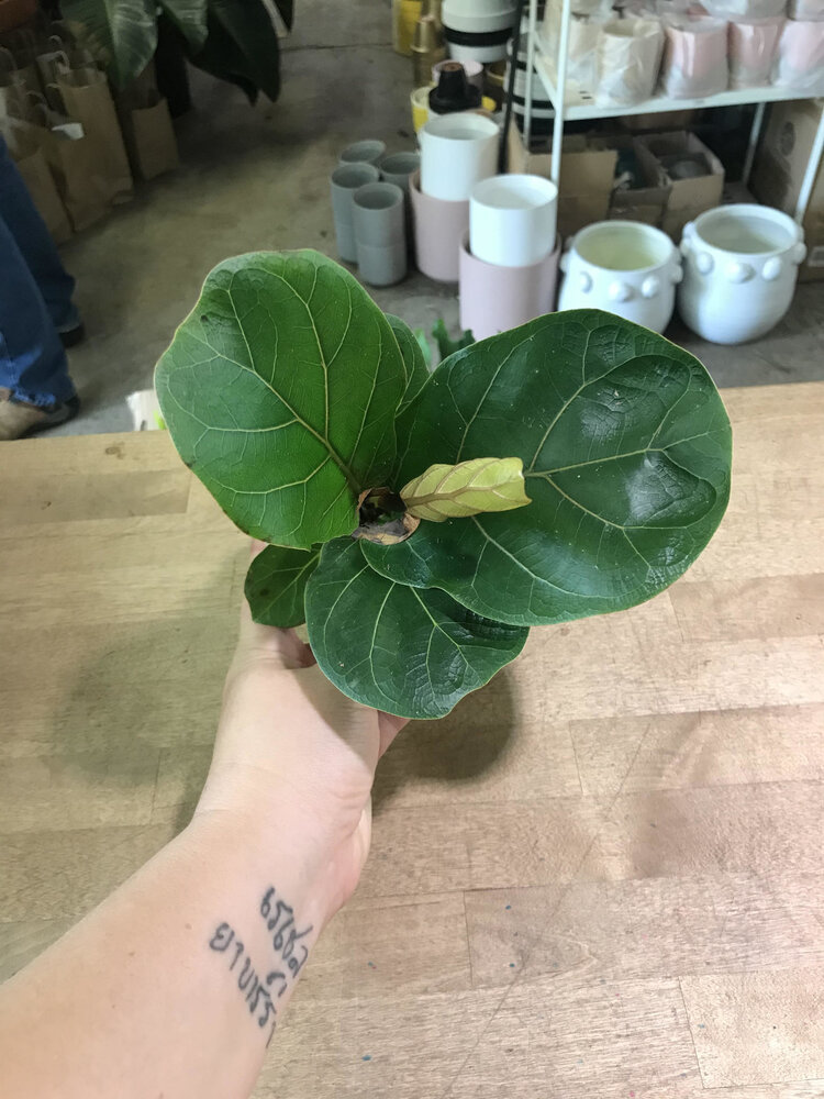 GREEN Ficus-Lyrata (Pandurata) Bush Fiddle Leaf Fig, 4"