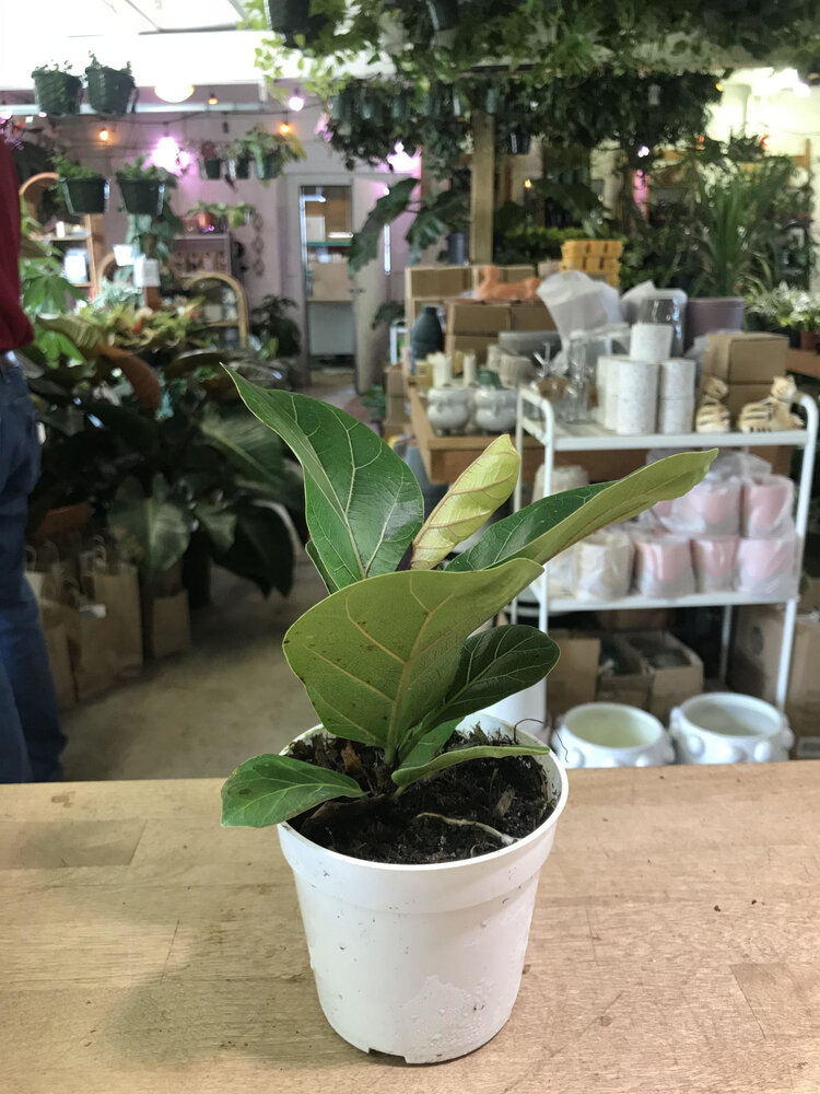 GREEN Ficus-Lyrata (Pandurata) Bush Fiddle Leaf Fig, 4"