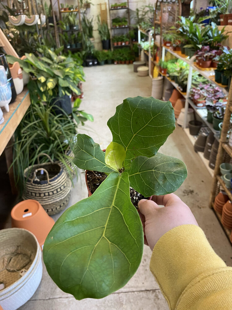 GREEN Ficus-Lyrata (Pandurata) Bush Fiddle Leaf Fig, 4"