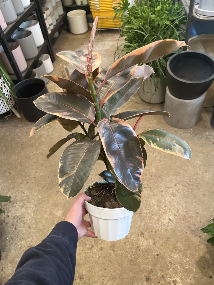 GREEN Ficus-Ruby 6"
