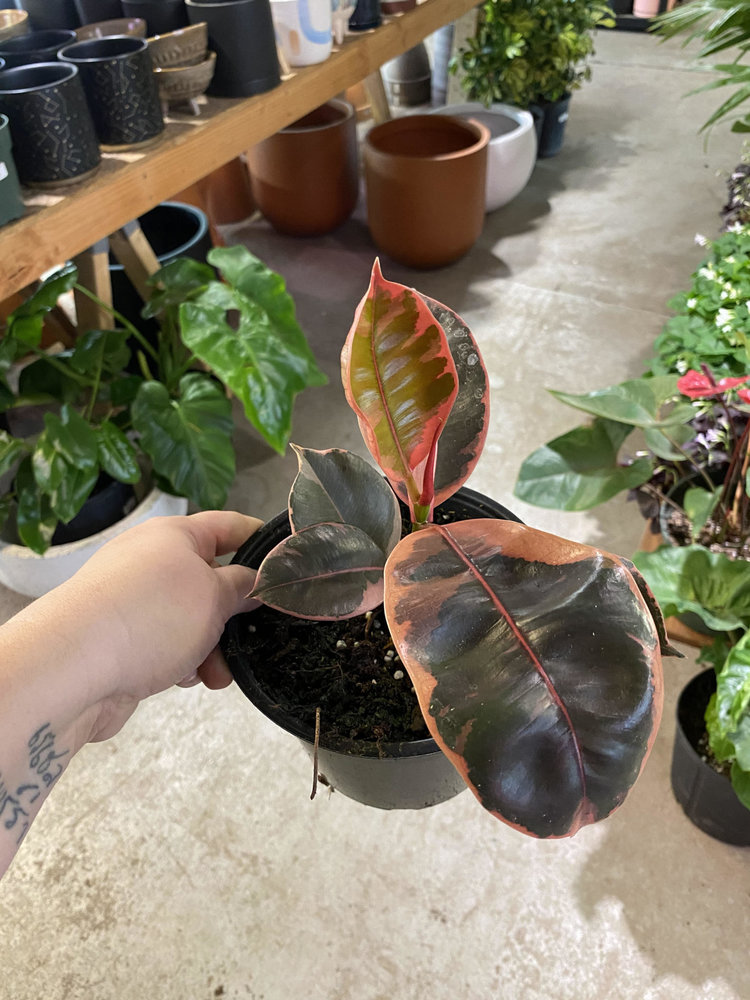 GREEN Ficus-Ruby 6"