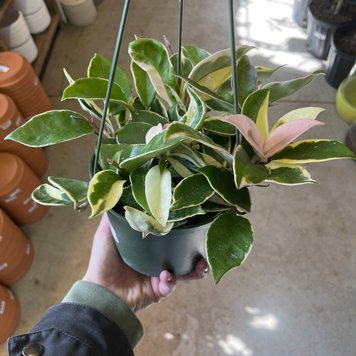 GREEN Hoya-Crimson Queen, 6"