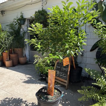 Floor B Citrus - Calamondin Orange Tree,  17"