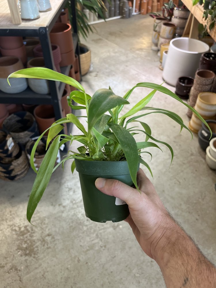 GREEN Philodendron - Panduriforme, 4"