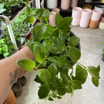 GREEN Lipstick-Mona Lisa, 6"