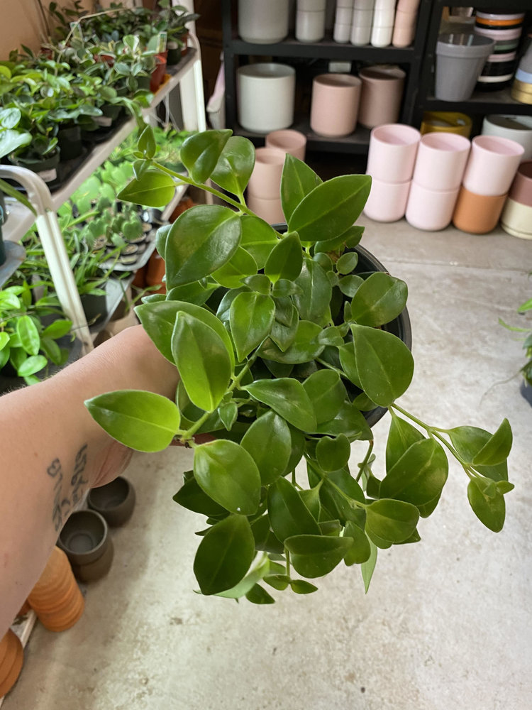 GREEN Lipstick-Mona Lisa, 6"