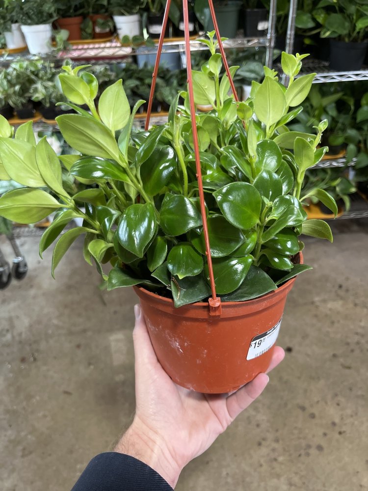 GREEN Lipstick-Mona Lisa, 6"