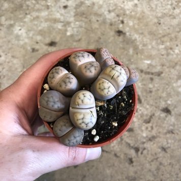 GREEN Lithops, 3"
