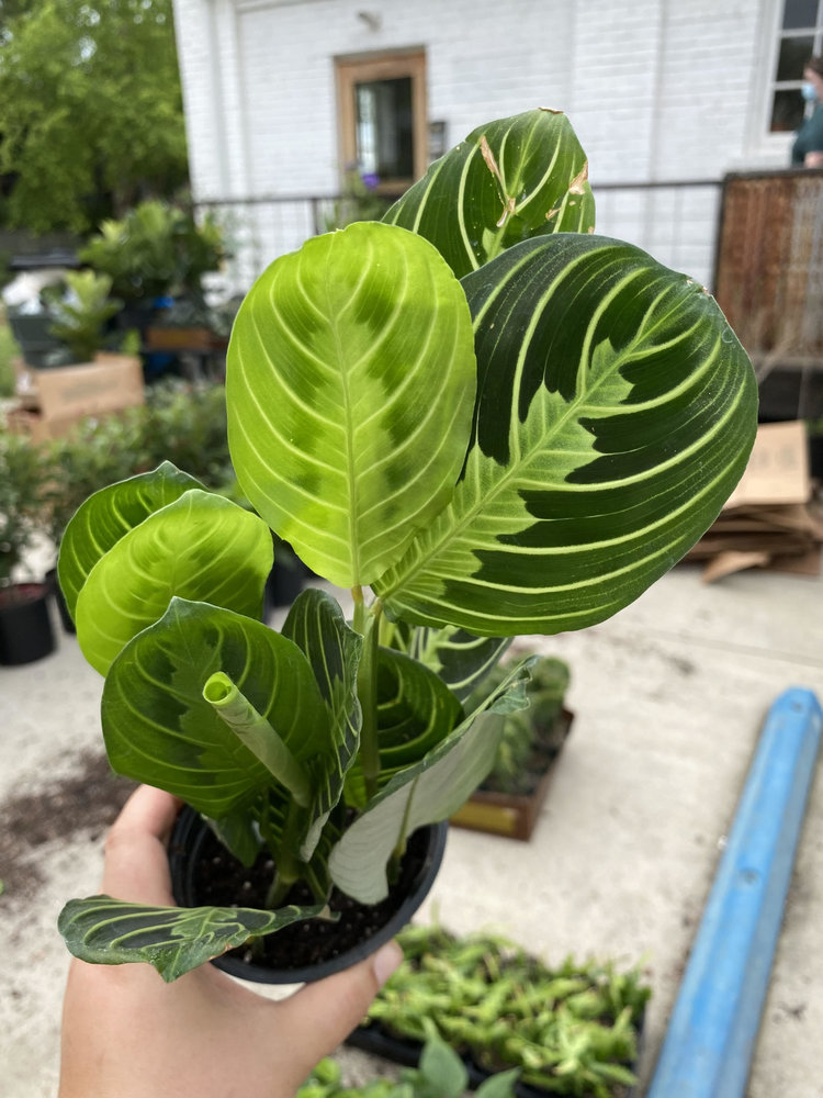 GREEN Maranta-Lemon Lime, 4"