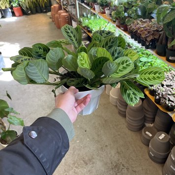 GREEN Maranta-Lemon Lime, 6"