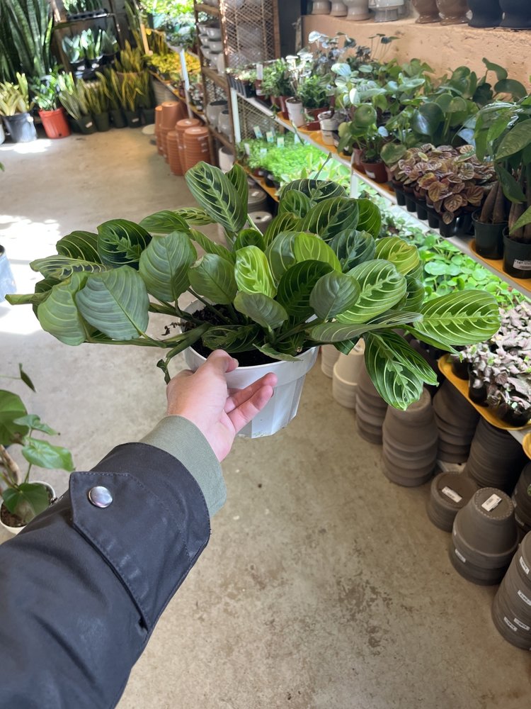 GREEN Maranta-Lemon Lime, 6"