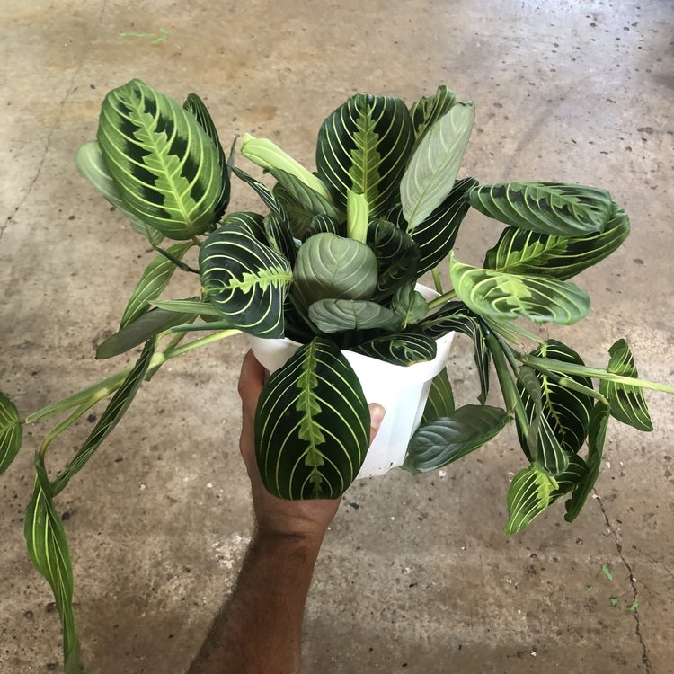 GREEN Maranta-Lemon Lime, 6"