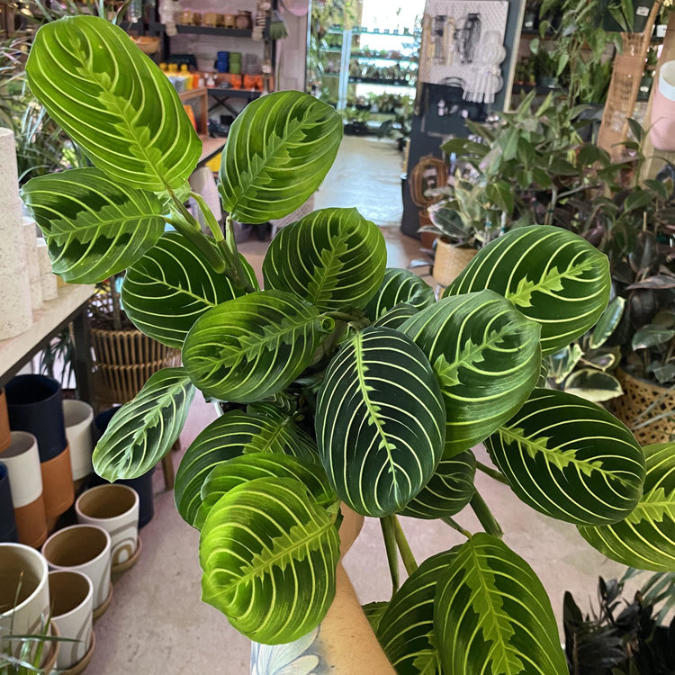 GREEN Maranta-Lemon Lime, 6"