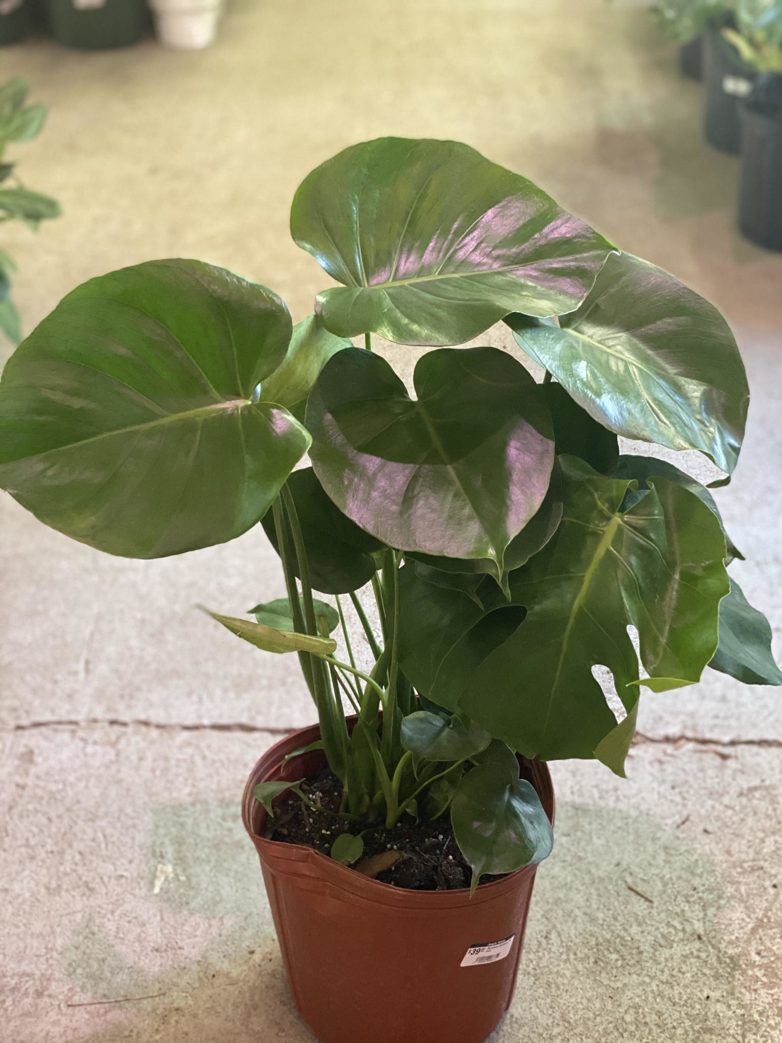 Monstera Deliciosa 10