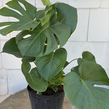 GREEN Monstera Deliciosa, 10"