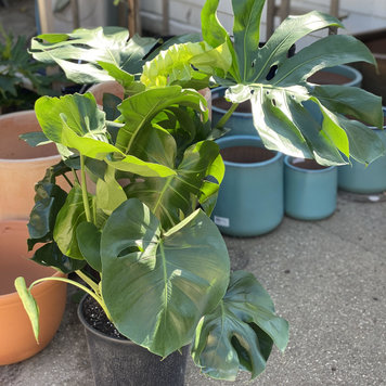 GREEN Monstera Deliciosa, 12"
