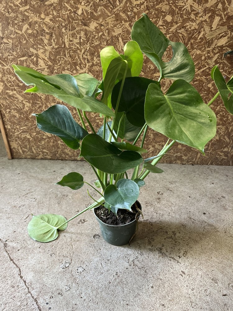 GREEN Monstera-Deliciosa, 6"