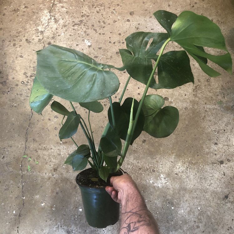 GREEN Monstera-Deliciosa, 6"
