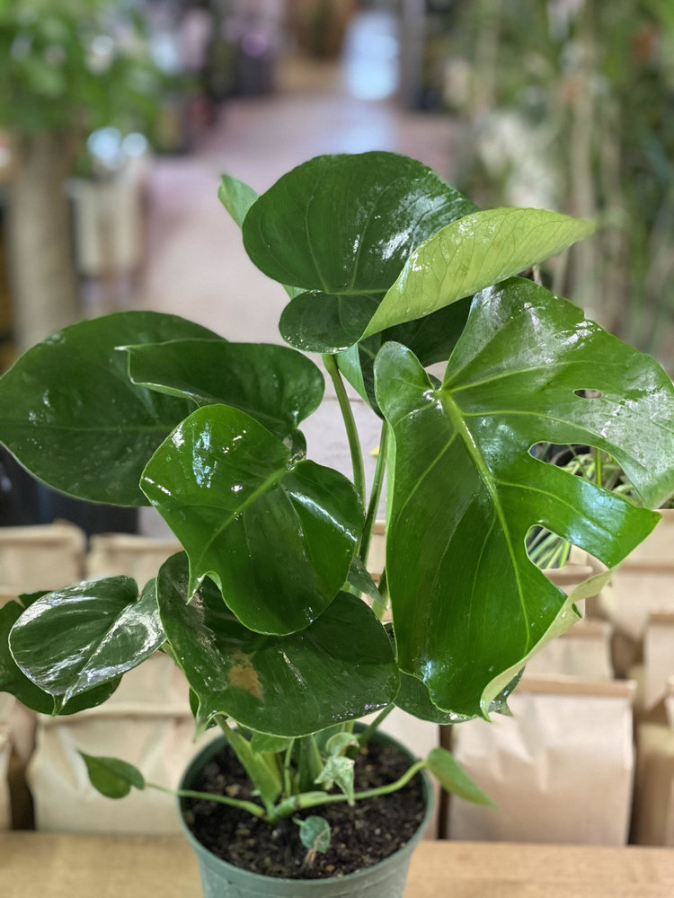 GREEN Monstera-Deliciosa, 6"