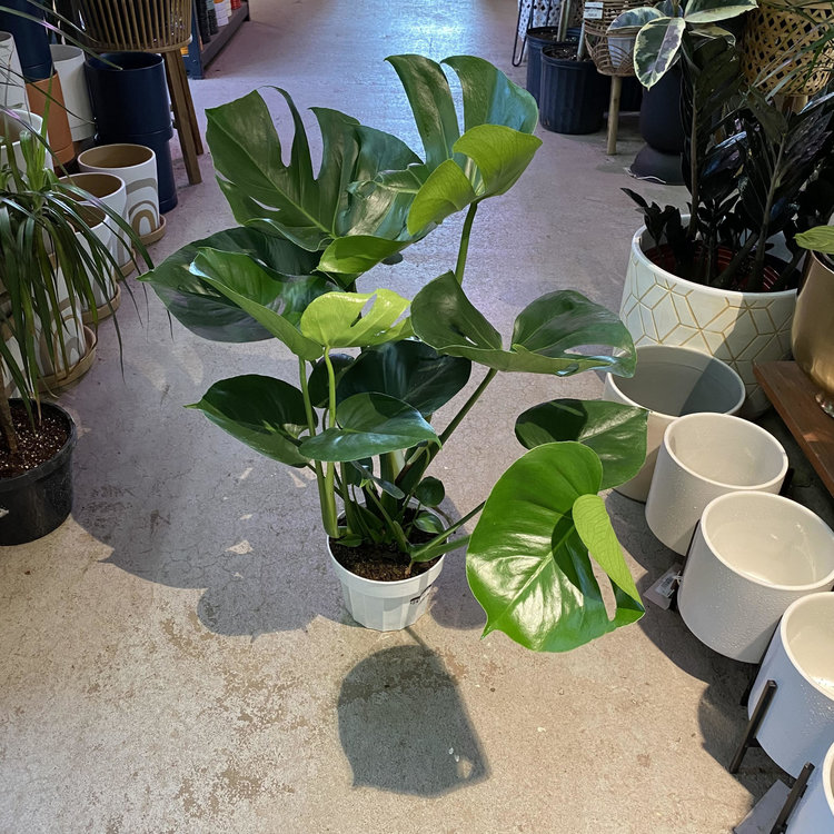 GREEN Monstera-Deliciosa, 6"