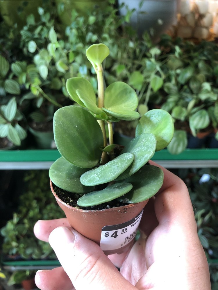 GREEN Peperomia-Hope 2"