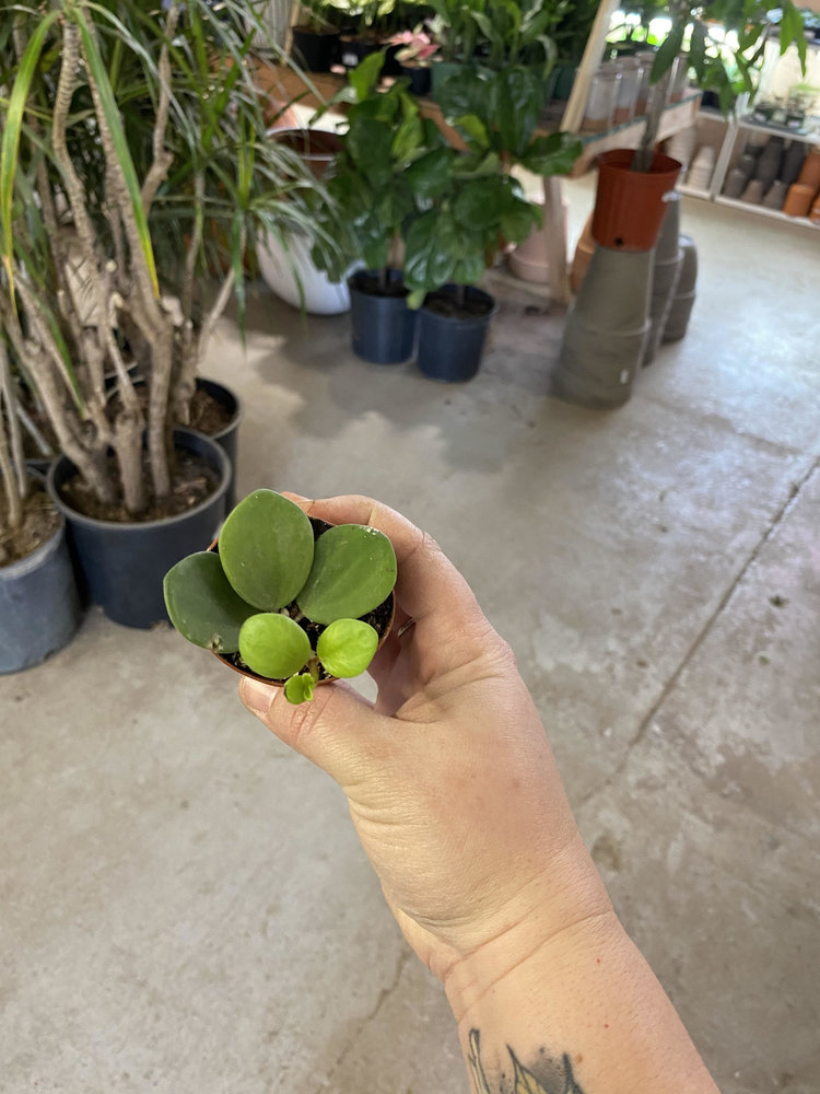 GREEN Peperomia-Hope 2"