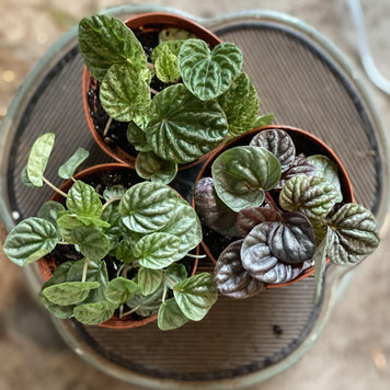 GREEN Peperomia-Assorted 4"