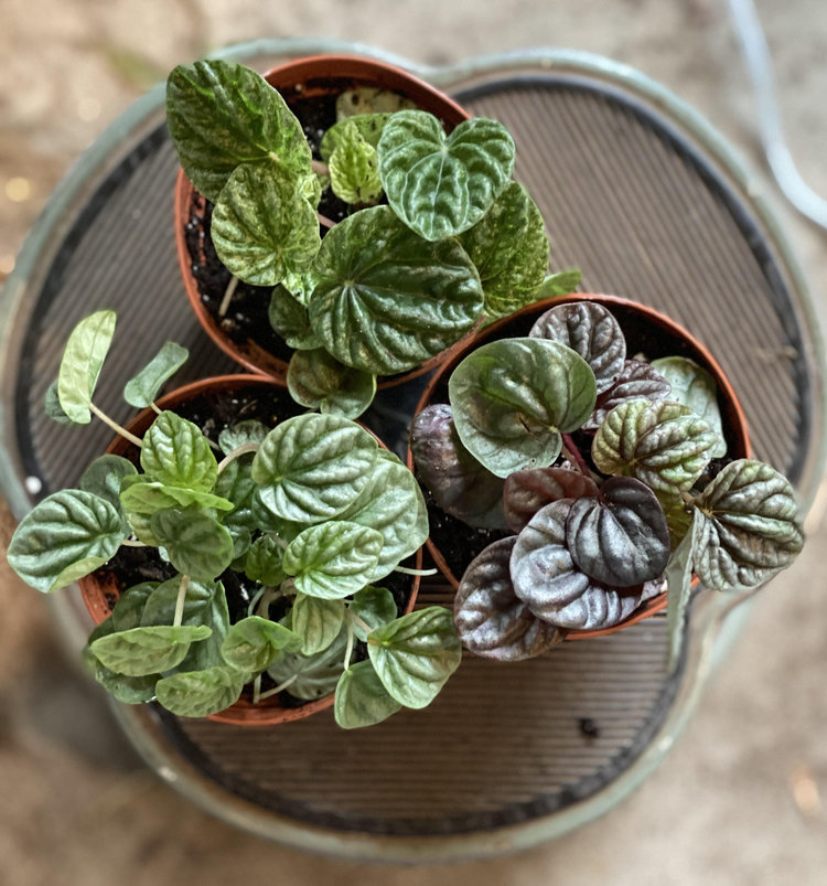 GREEN Peperomia-Assorted 4"