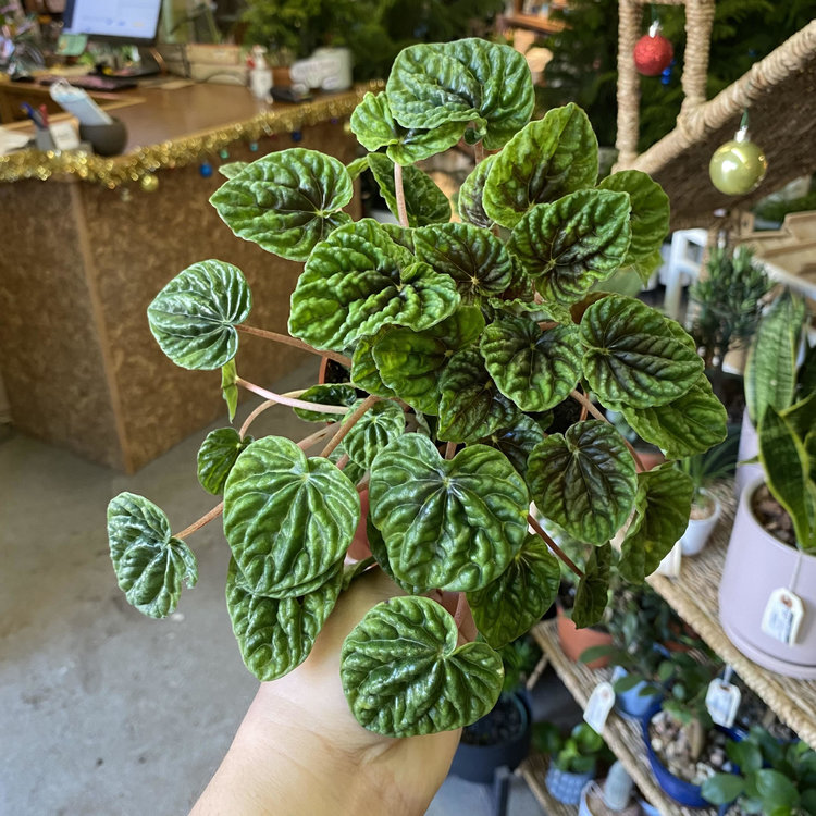GREEN Peperomia-Assorted 4"